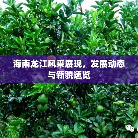 海南龙江风采展现，发展动态与新貌速览