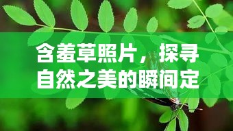 含羞草照片，探寻自然之美的瞬间定格