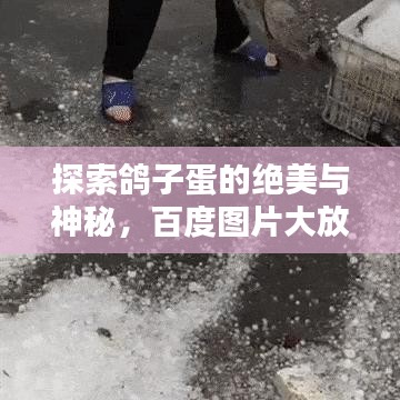 探索鸽子蛋的绝美与神秘，百度图片大放送！