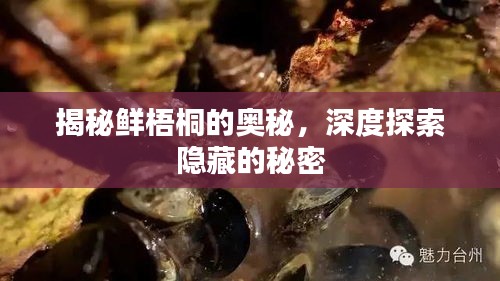 揭秘鲜梧桐的奥秘，深度探索隐藏的秘密