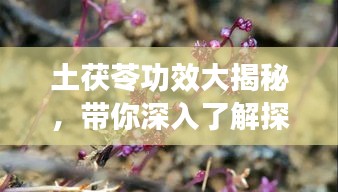 土茯苓功效大揭秘，带你深入了解探索之旅