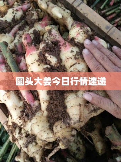 圆头大姜今日行情速递