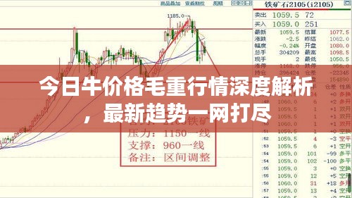 今日牛价格毛重行情深度解析，最新趋势一网打尽
