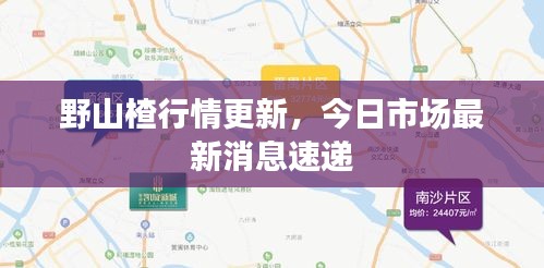 野山楂行情更新，今日市场最新消息速递