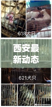 西安最新动态，加油现场实拍图与消息分享