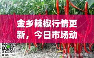 金乡辣椒行情更新，今日市场动态一网打尽！