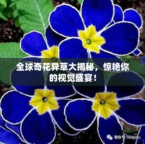 全球奇花异草大揭秘，惊艳你的视觉盛宴！