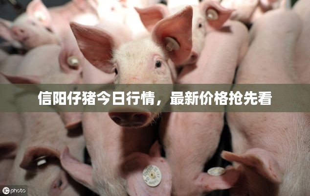 信阳仔猪今日行情，最新价格抢先看