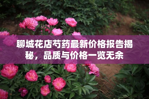 聊城花店芍药最新价格报告揭秘，品质与价格一览无余