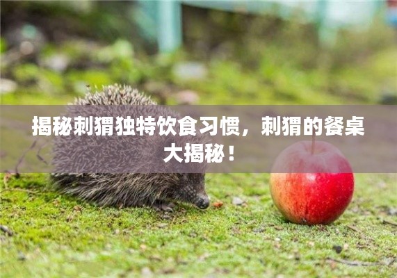揭秘刺猬独特饮食习惯，刺猬的餐桌大揭秘！