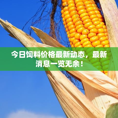 今日饲料价格最新动态，最新消息一览无余！