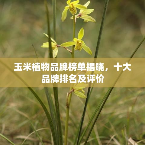 玉米植物品牌榜单揭晓，十大品牌排名及评价