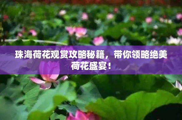 珠海荷花观赏攻略秘籍，带你领略绝美荷花盛宴！