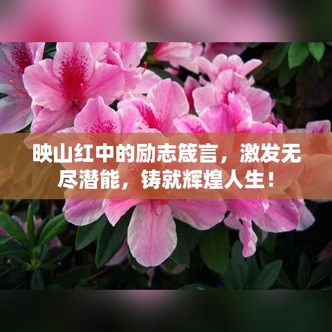 映山红中的励志箴言，激发无尽潜能，铸就辉煌人生！