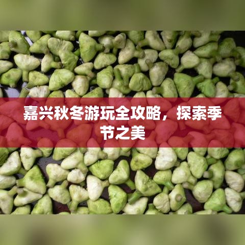 嘉兴秋冬游玩全攻略，探索季节之美
