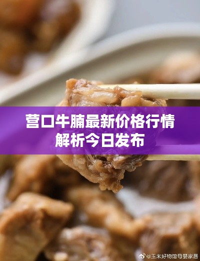 营口牛腩最新价格行情解析今日发布