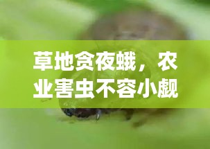 草地贪夜蛾，农业害虫不容小觑，警惕防范保丰收！