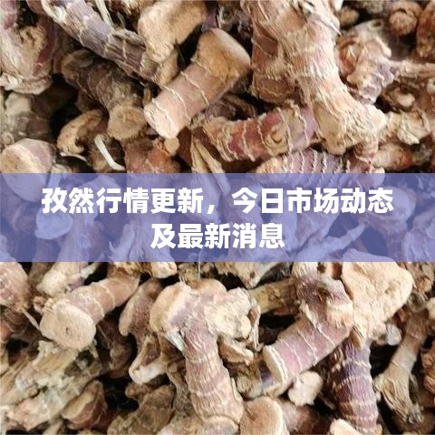 孜然行情更新，今日市场动态及最新消息
