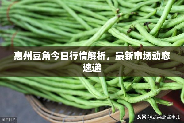 惠州豆角今日行情解析，最新市场动态速递