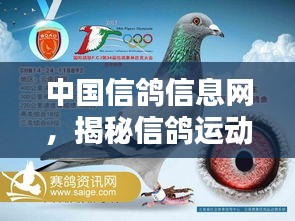 中国信鸽信息网，揭秘信鸽运动数字化世界的奥秘