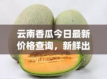 云南香瓜今日最新价格查询，新鲜出炉！