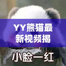 YY熊猫最新视频揭秘，自然与文化融合之美
