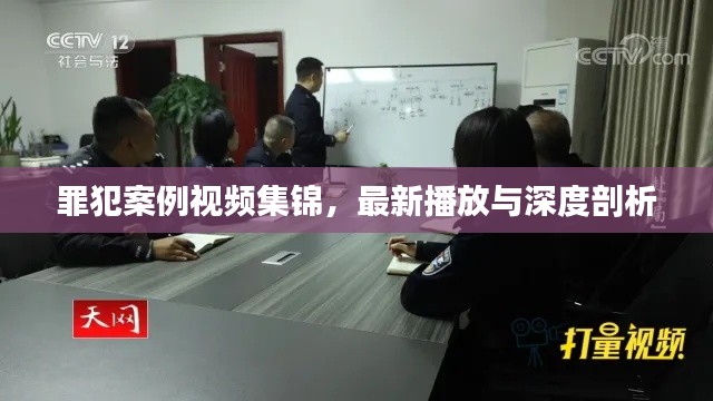 罪犯案例视频集锦，最新播放与深度剖析