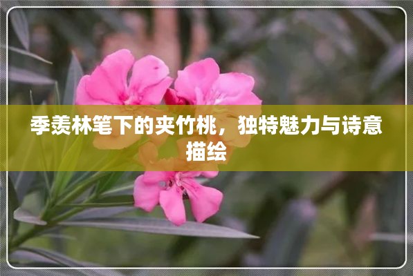 季羡林笔下的夹竹桃，独特魅力与诗意描绘