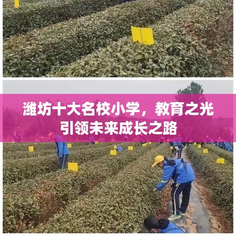 潍坊十大名校小学，教育之光引领未来成长之路