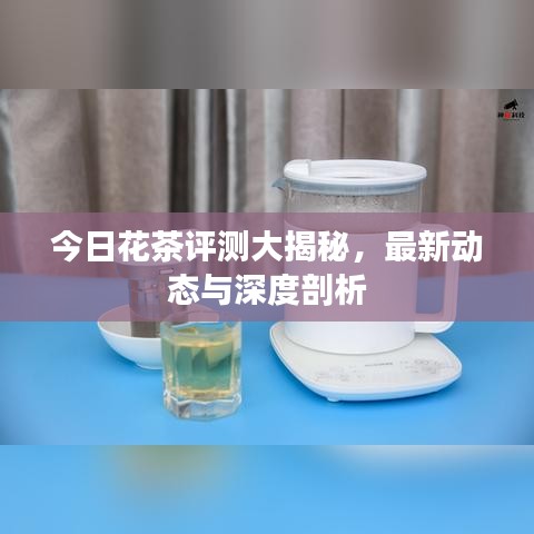 今日花茶评测大揭秘，最新动态与深度剖析