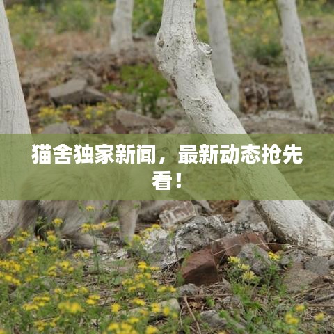 猫舍独家新闻，最新动态抢先看！