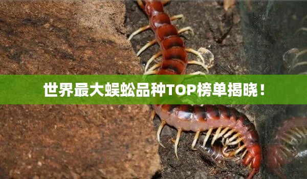 世界最大蜈蚣品种TOP榜单揭晓！