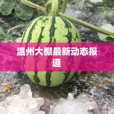 温州大棚最新动态报道