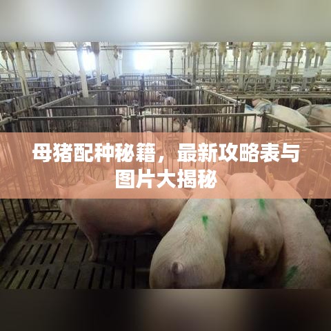 母猪配种秘籍，最新攻略表与图片大揭秘