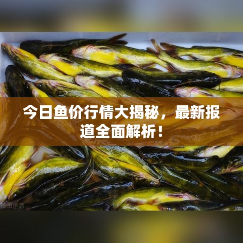 今日鱼价行情大揭秘，最新报道全面解析！