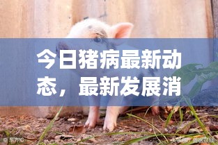 今日猪病最新动态，最新发展消息汇总