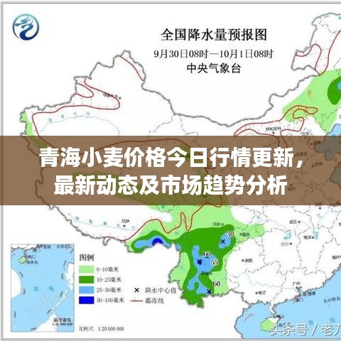青海小麦价格今日行情更新，最新动态及市场趋势分析