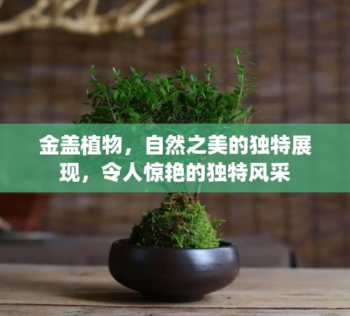 金盖植物，自然之美的独特展现，令人惊艳的独特风采