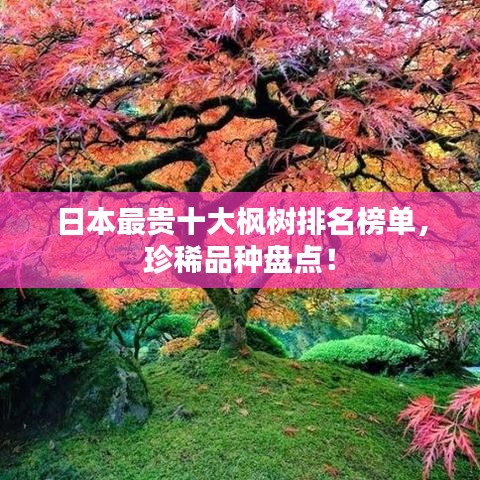 日本最贵十大枫树排名榜单，珍稀品种盘点！