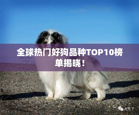 全球热门好狗品种TOP10榜单揭晓！