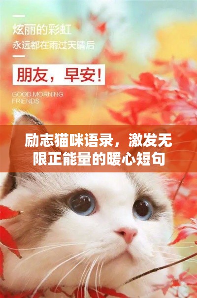 励志猫咪语录，激发无限正能量的暖心短句