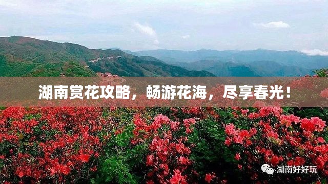湖南赏花攻略，畅游花海，尽享春光！