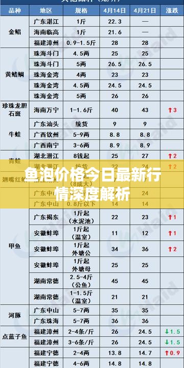鱼泡价格今日最新行情深度解析