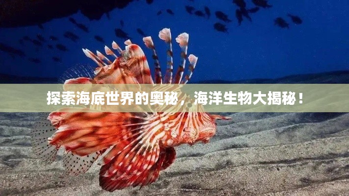 探索海底世界的奥秘，海洋生物大揭秘！