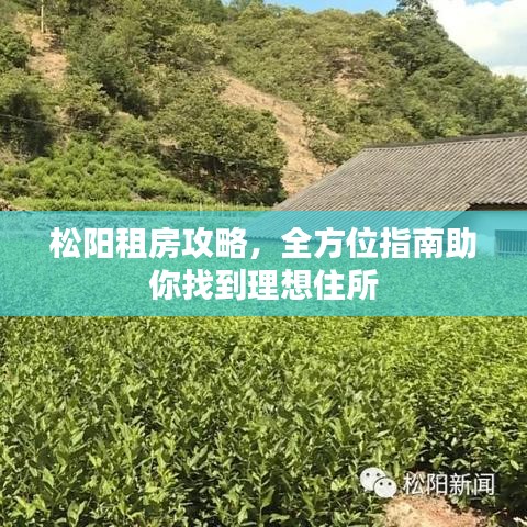 松阳租房攻略，全方位指南助你找到理想住所