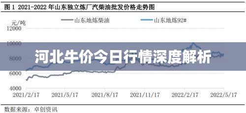 河北牛价今日行情深度解析