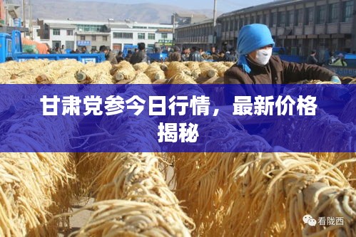 甘肃党参今日行情，最新价格揭秘