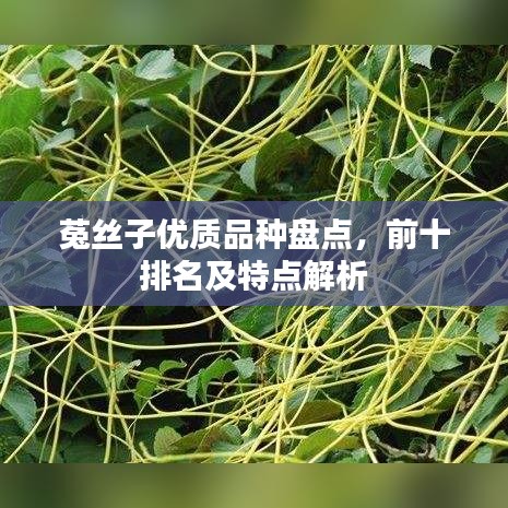 菟丝子优质品种盘点，前十排名及特点解析