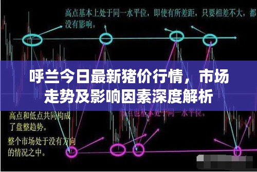 呼兰今日最新猪价行情，市场走势及影响因素深度解析