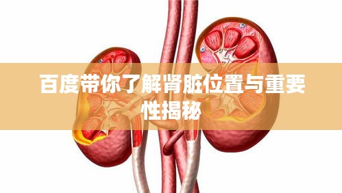 百度带你了解肾脏位置与重要性揭秘